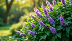 découvrez l'amorpha fruticosa, aussi appelé faux indigo, un arbuste apprécié pour ses multiples vertus ornementales et écologiques, idéal pour embellir vos jardins.