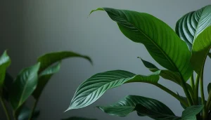 découvrez l'aspidistra, la plante résistante et facile d'entretien, connue pour ses feuilles durables et son élégance intemporelle, idéale pour embellir votre intérieur.