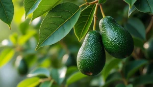 découvrez tout sur l'avocatier, persea americana, un arbre tropical produisant des fruits verts délicieux, riches en nutriments. conseils de culture, bienfaits et astuces pour profiter pleinement de cet arbre incontournable.
