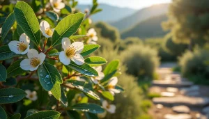 découvrez le myrte, un arbuste parfumé aux multiples vertus, idéal pour embellir votre jardin tout en profitant de ses bienfaits naturels.