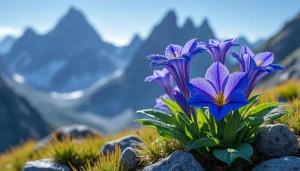 explorez la gentiane bleue, trésor floral emblématique des montagnes, et découvrez ses secrets, sa beauté unique et son rôle essentiel dans l'écosystème alpin.